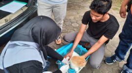 Petugas melaksanakan vaksinasi hewan peliharaan warga. (Diskominfo Padang)