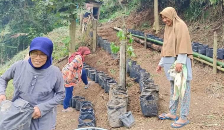 Anggota KWT Solok Batuang Indah melaksanakan gotong royong di kebun demplot dan rumah bibit kelompok, Minggu (10/9/2023). (Kominfo Padang Panjang)