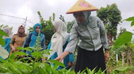 Ketua TP PKK Kota Padang Genny Hendri Septa saat penilaian Lomba Gerakan PKK, Dasawisma dan Kader Posyandu, Selasa (12/9/2023). (Diskominfo Padang)