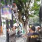 Petugas Satpol PP Padang menertibkan iklan/reklame yang melanggar aturan. (Humas Satpol PP Padang)