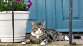 Ilustrasi kucing peliharaan. (Pixabay/blandineschillinger)