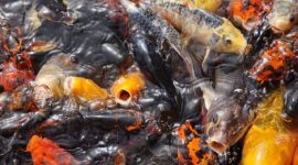 Ilustrasi usaha pembibitan ikan mas cocok untuk pemula! Bikin kaya Rp25 juta per bulan! (Pixabay/Alexandra_Koch)