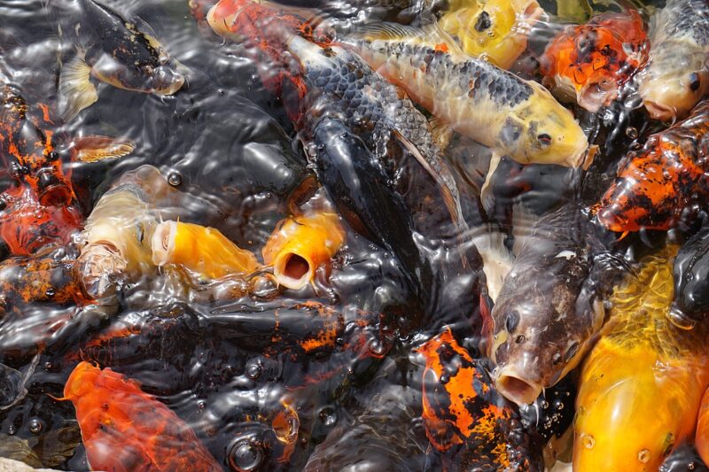 Ilustrasi usaha pembibitan ikan mas cocok untuk pemula! Bikin kaya Rp25 juta per bulan! (Pixabay/Alexandra_Koch)