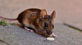 Ilustrasi mengusir tikus di rumah. (Pixabay/Ralp_Fotos)