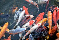 Ilustrasi ikan hias termahal di dunia, seharga apartemen. (Pixabay/DearlyReloved)
