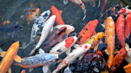Ilustrasi ikan hias termahal di dunia, seharga apartemen. (Pixabay/DearlyReloved)
