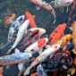 Ilustrasi ikan hias termahal di dunia, seharga apartemen. (Pixabay/DearlyReloved)