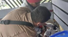 Petugas Dispangtan melakukan vaksinasi terhadap hewan peliharaan, Senin (6/5/2024). (Foto: Diskominfo Padang Panjang)