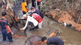 Gotong royong pembersihan Sungai Gajah Tanang, Rabu (22/5/2024). (Foto: Kominfo Padang Panjang)