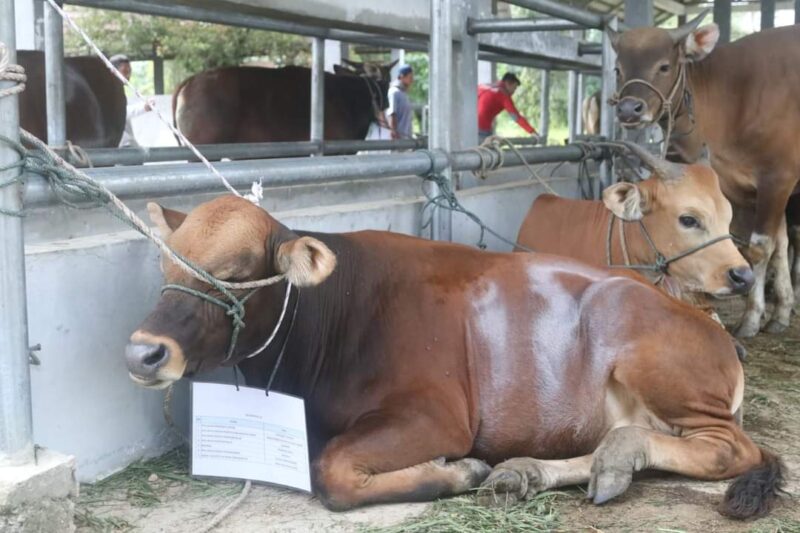 Bupati Dharmasraya, Sutan Riska Tuanku Kerajaan menyalurkan hewan kurban untuk daerah minim kurban. (Foto: Pemkab Dharmasraya)