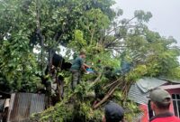 Anggota Rescue mengevakuasi pohon tumbang yang menimpa rumah warga di Kelurahan Mata Air, Kecamatan Padang Selatan. (Foto: Pusdalop BPBD Padang)