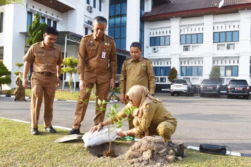 Penanaman pohon Jeruk Gunung Omeh di halaman Balai Kota Pariaman, Senin (29/7/2024). (Foto: Pemko Pariaman)