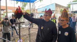 Pj Wali Kota Padang Andree Algamar meninjau lomba Ayam Kukuak Balenggek. (Foto: Prokopim Padang)