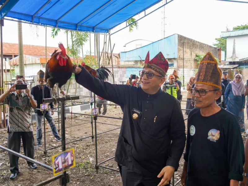Pj Wali Kota Padang Andree Algamar meninjau lomba Ayam Kukuak Balenggek. (Foto: Prokopim Padang)