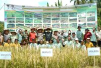 Bupati Solsel Khairunas panen perdana padi sawah di Ayie Manyuruak, Nagari Persiapan Lubuak Gadang Barat, Kecamatan Sangir. (Foto: Pemkab Solsel)