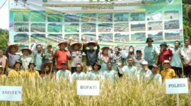 Bupati Solsel Khairunas panen perdana padi sawah di Ayie Manyuruak, Nagari Persiapan Lubuak Gadang Barat, Kecamatan Sangir. (Foto: Pemkab Solsel)