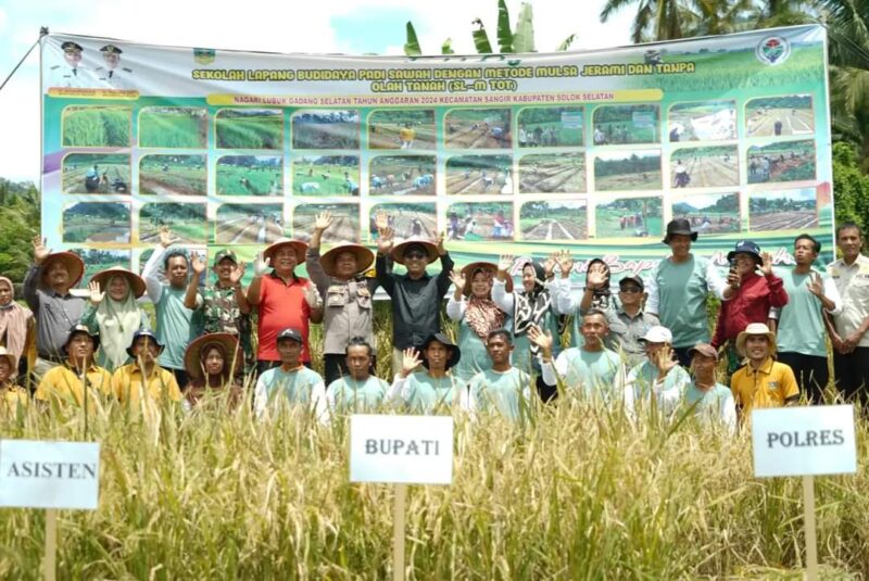 Bupati Solsel Khairunas panen perdana padi sawah di Ayie Manyuruak, Nagari Persiapan Lubuak Gadang Barat, Kecamatan Sangir. (Foto: Pemkab Solsel)
