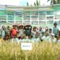 Bupati Solsel Khairunas panen perdana padi sawah di Ayie Manyuruak, Nagari Persiapan Lubuak Gadang Barat, Kecamatan Sangir. (Foto: Pemkab Solsel)