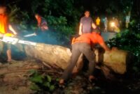 TRC BPBD Padang mengevakuasi pohon tumbang yang menghalangi akses jalan di kawasan Rimbo Tarok, Kecamatan Kuranji. (Foto: BPBD Padang)