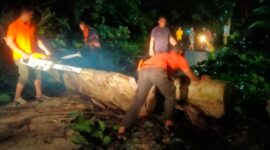 TRC BPBD Padang mengevakuasi pohon tumbang yang menghalangi akses jalan di kawasan Rimbo Tarok, Kecamatan Kuranji. (Foto: BPBD Padang)