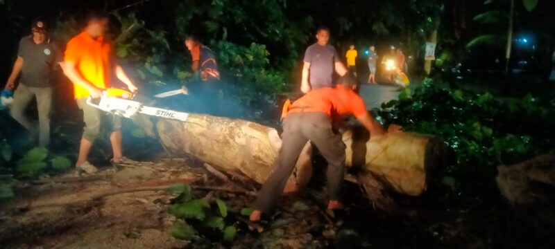 TRC BPBD Padang mengevakuasi pohon tumbang yang menghalangi akses jalan di kawasan Rimbo Tarok, Kecamatan Kuranji. (Foto: BPBD Padang)