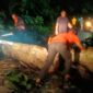TRC BPBD Padang mengevakuasi pohon tumbang yang menghalangi akses jalan di kawasan Rimbo Tarok, Kecamatan Kuranji. (Foto: BPBD Padang)