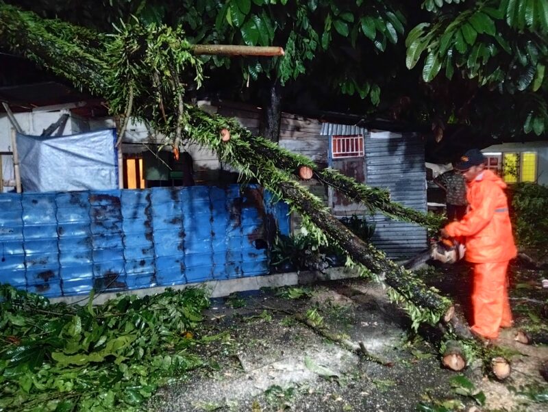 TRC BPBD Padang sedang mengevakuasi pohon tumbang. (Foto: BPBD Padang)