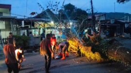 Tim TRC BPBD Padang mengevakuasi pohon tumbang di Kelurahan Kampung Pondok, Kecamatan Padang Barat. (Foto: BPBD Padang)