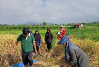 Asuransi lindungi petani Padang Panjang dari gagal panen. (Foto: Kominfo Padang Panjang)