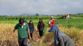 Asuransi lindungi petani Padang Panjang dari gagal panen. (Foto: Kominfo Padang Panjang)