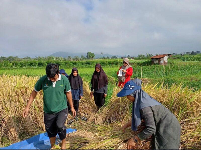 Asuransi lindungi petani Padang Panjang dari gagal panen. (Foto: Kominfo Padang Panjang)