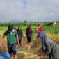 Asuransi lindungi petani Padang Panjang dari gagal panen. (Foto: Kominfo Padang Panjang)