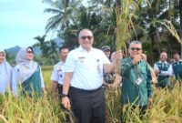 Pj Wali Kota Padang Andree Algamar panen padi bersama masyarakat Keltan Anugerah, di areal sawah Kampung Tematik Ketahanan Pangan Pasar Lalang, Kelurahan Kuranji, Kecamatan Kuranji, Rabu (23/10/2024). (Foto: Prokopim Padang)