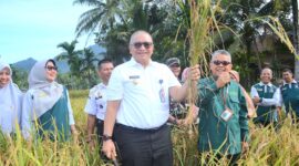 Pj Wali Kota Padang Andree Algamar panen padi bersama masyarakat Keltan Anugerah, di areal sawah Kampung Tematik Ketahanan Pangan Pasar Lalang, Kelurahan Kuranji, Kecamatan Kuranji, Rabu (23/10/2024). (Foto: Prokopim Padang)