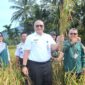 Pj Wali Kota Padang Andree Algamar panen padi bersama masyarakat Keltan Anugerah, di areal sawah Kampung Tematik Ketahanan Pangan Pasar Lalang, Kelurahan Kuranji, Kecamatan Kuranji, Rabu (23/10/2024). (Foto: Prokopim Padang)