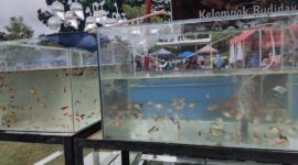 Kontes ikan hias ini ikut meramaikan pergelaran 