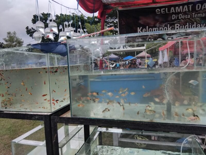 Kontes ikan hias ini ikut meramaikan pergelaran 