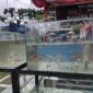 Kontes ikan hias ini ikut meramaikan pergelaran 