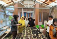 Kajari Jerniaty mengunjungi Kebun Adhyaksa KWT Bahagia, Jumat (20/12/2024). (Foto: Diskominfo Padang Panjang)