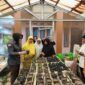 Kajari Jerniaty mengunjungi Kebun Adhyaksa KWT Bahagia, Jumat (20/12/2024). (Foto: Diskominfo Padang Panjang)
