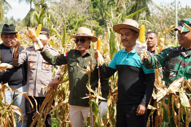 Bupati Tanah Datar Eka Putra melakukan panen raya perdana jagung di Jorong Guguak Baruah, Nagari Padang Magek Kecamatan Rambatan, Sabtu (4/1/2025). (Foto: Prokopim Padang)