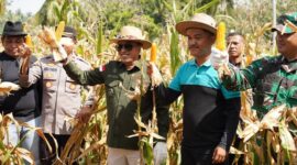 Bupati Tanah Datar Eka Putra melakukan panen raya perdana jagung di Jorong Guguak Baruah, Nagari Padang Magek Kecamatan Rambatan, Sabtu (4/1/2025). (Foto: Prokopim Tanah Datar)