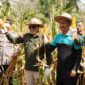 Bupati Tanah Datar Eka Putra melakukan panen raya perdana jagung di Jorong Guguak Baruah, Nagari Padang Magek Kecamatan Rambatan, Sabtu (4/1/2025). (Foto: Prokopim Tanah Datar)