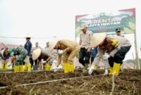 Pemkab bersama Polres Solsel menggelar penanaman jagung serentak, Selasa (21/1/2025). (Foto: Humas Pemkab Solsel)