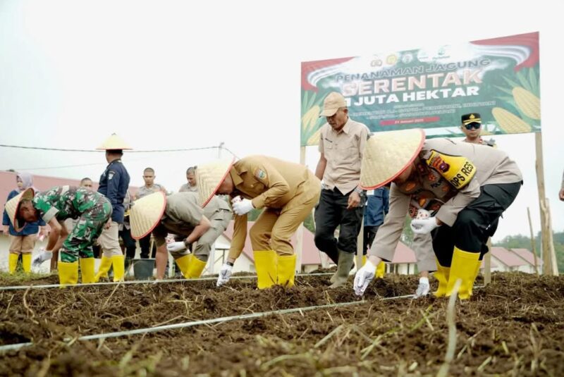 Pemkab bersama Polres Solsel menggelar penanaman jagung serentak, Selasa (21/1/2025). (Foto: Humas Pemkab Solsel)