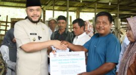 Wali Kota Fadly Amran menyerahkan bantuan hibah ternak berupa 22 ekor sapi jenis Brahman Cross kepada lima kelompok tani ternak di Kota Padang. (Foto: Prokopim Padang)