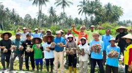 Wakil Wali Kota Payakumbuh Elzadaswarman panen bawang merah bersama Keltan Serasih di Kelurahan Koto Panjang Payobasung, Kamis (3/4/2025). (Foto: Pemko Payakumbuh)