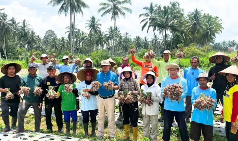 Wakil Wali Kota Payakumbuh Elzadaswarman panen bawang merah bersama Keltan Serasih di Kelurahan Koto Panjang Payobasung, Kamis (3/4/2025). (Foto: Pemko Payakumbuh)