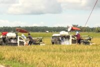 Wakil Bupati Pasbar M. Ihpan bersama petani Sialang Jaya, Kinali, sukses gelar panen raya Program Swasembada Pangan. (Foto: Diskominfo Pasbar)