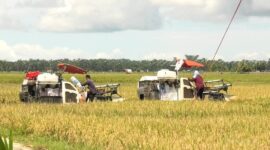 Wakil Bupati Pasbar M. Ihpan bersama petani Sialang Jaya, Kinali, sukses gelar panen raya Program Swasembada Pangan. (Foto: Diskominfo Pasbar)